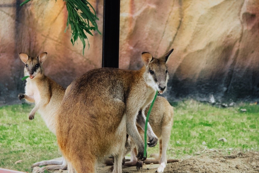 Wallaby Agile di Jember Mini Zoo